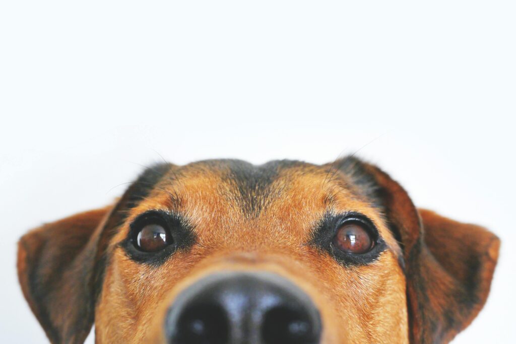 Pets Adorable close-up of a brown dog's face with a curious expression and focus on its eyes and nose.